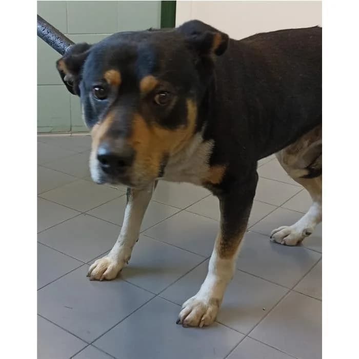 Ugo, tricolore male 7yo Pit Bull Terrier for adoption at Canile della Muratella, Rome