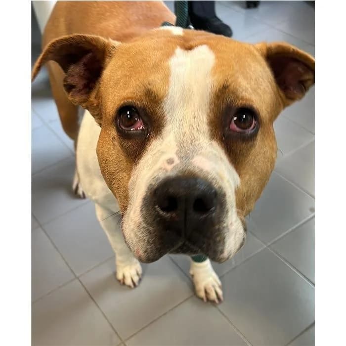 Carlotta, bianco arancio female 6yo American Staffordshire Terrier for adoption at Canile della Muratella, Rome