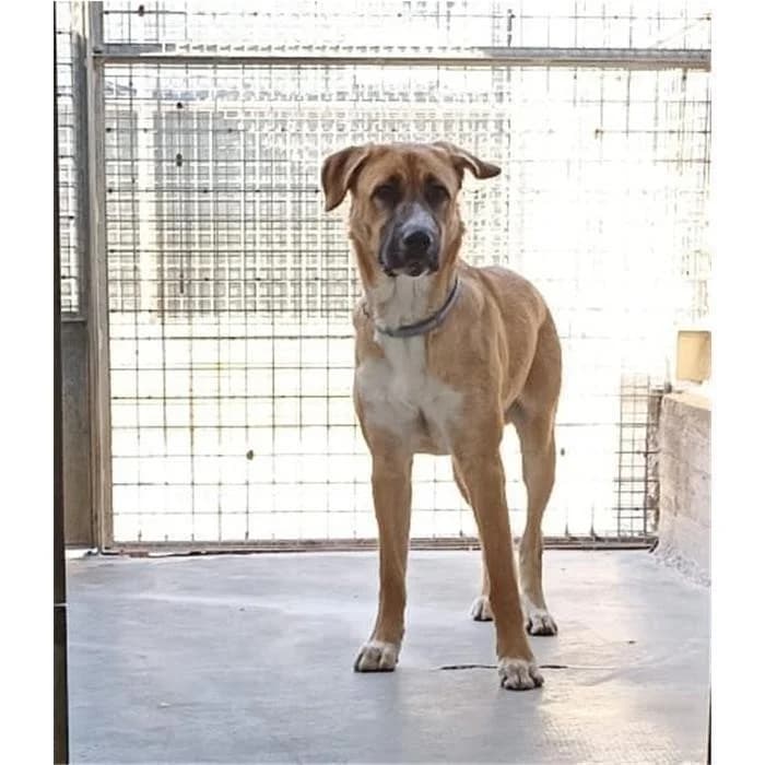 Hopper, fulvo bianco male 4yo mixed breed for adoption at Canile della Muratella, Rome