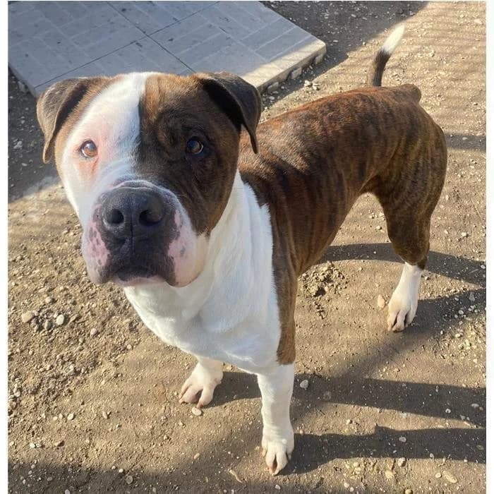 Berlino, bianco tigrato male 6yo American Staffordshire Terrier for adoption at Canile della Muratella, Rome