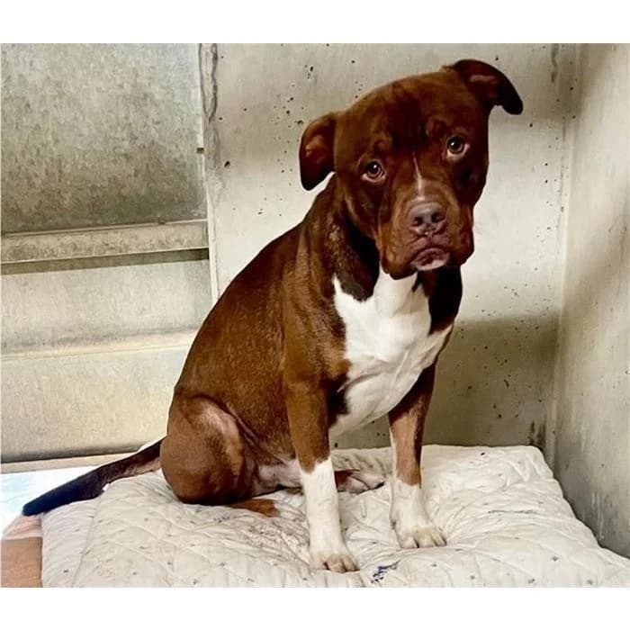 Taz, marrone bianco male 5yo Pit Bull Terrier for adoption at Canile della Muratella, Rome