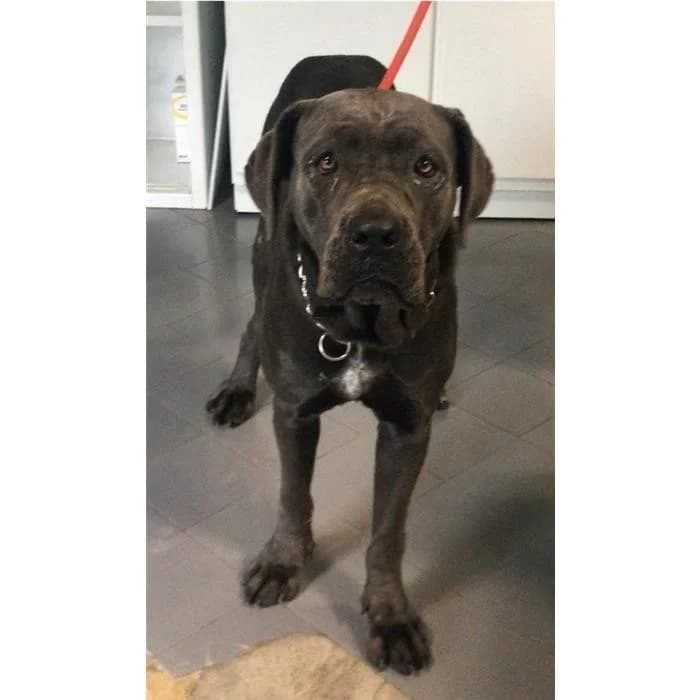 Minerva, Grigio female senior Cane Corso for adoption at Canile della Muratella, Rome