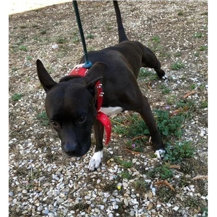 Batman, Nero Bianco male senior Pit Bull Terrier for adoption at Canile della Muratella, Rome