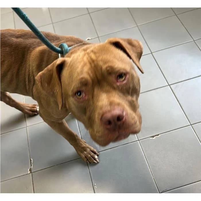 Afet, Fulvo male 4yo Pit Bull Terrier for adoption at Canile della Muratella, Rome