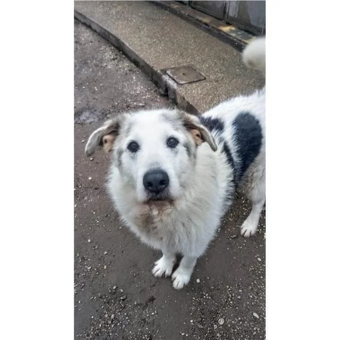 Garp, Bianco Nero male 4yo mixed breed for adoption at Canile della Muratella, Rome