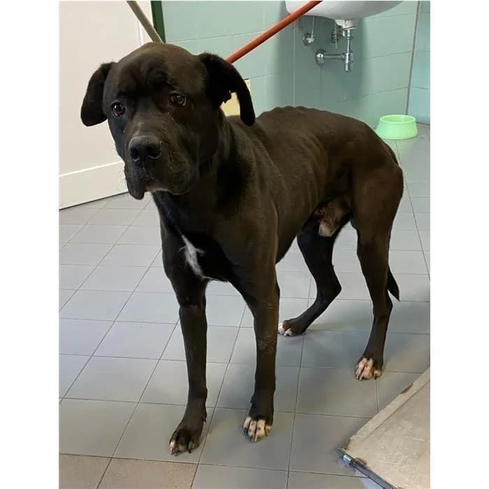 Rintintin, Nero Bianco male 6yo Cane Corso for adoption at Canile della Muratella, Rome
