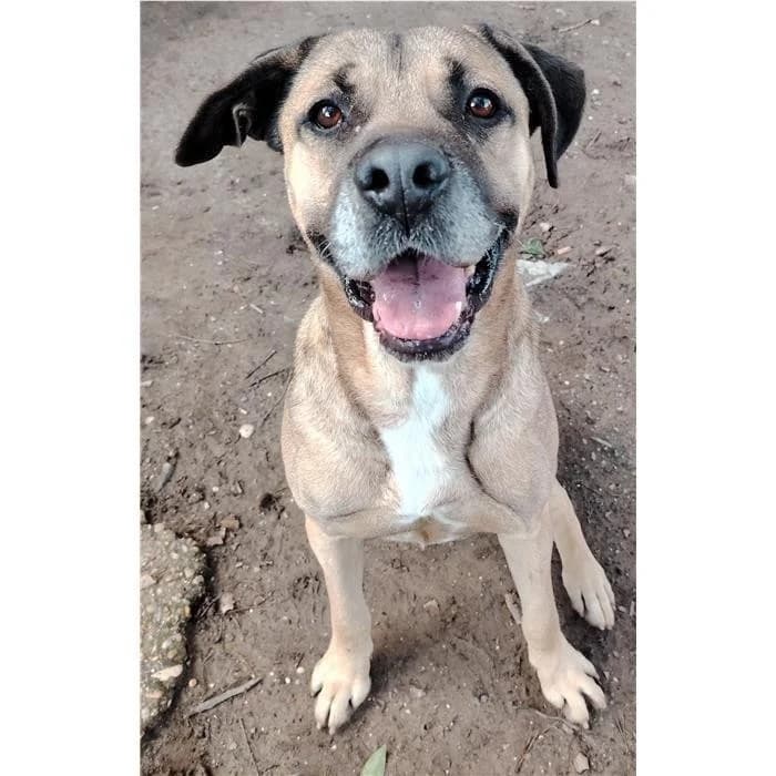 Mozart, beige nero male senior Pit Bull Terrier for adoption at Canile della Muratella, Rome