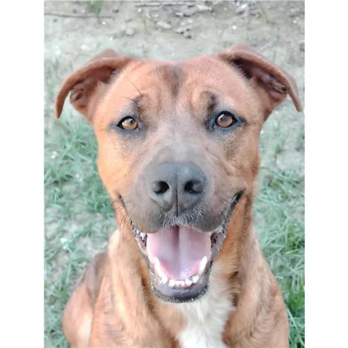 Donna, Marrone female 3yo Pit Bull Terrier for adoption at Canile della Muratella, Rome