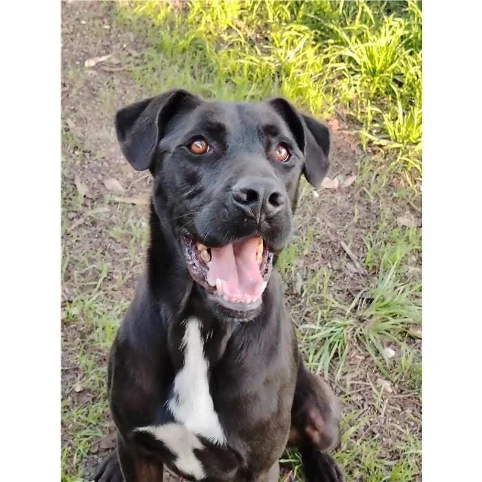 Gennarino, Nero Bianco male 5yo Pit Bull Terrier for adoption at Canile della Muratella, Rome
