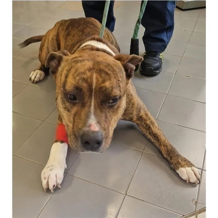 Ceres, Tigrato bianco male 4yo Pit Bull Terrier for adoption at Canile della Muratella, Rome