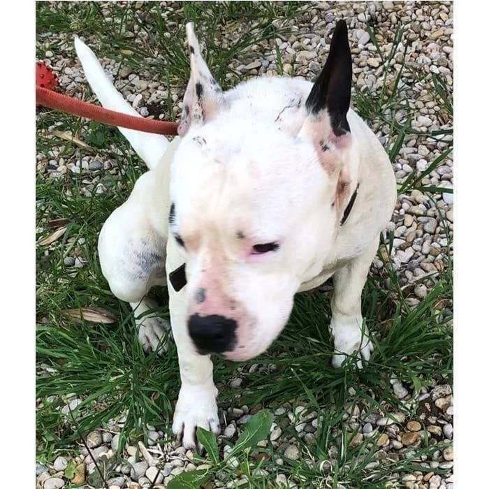 Lea, Bianco Nero female 4yo Pit Bull Terrier for adoption at Canile della Muratella, Rome