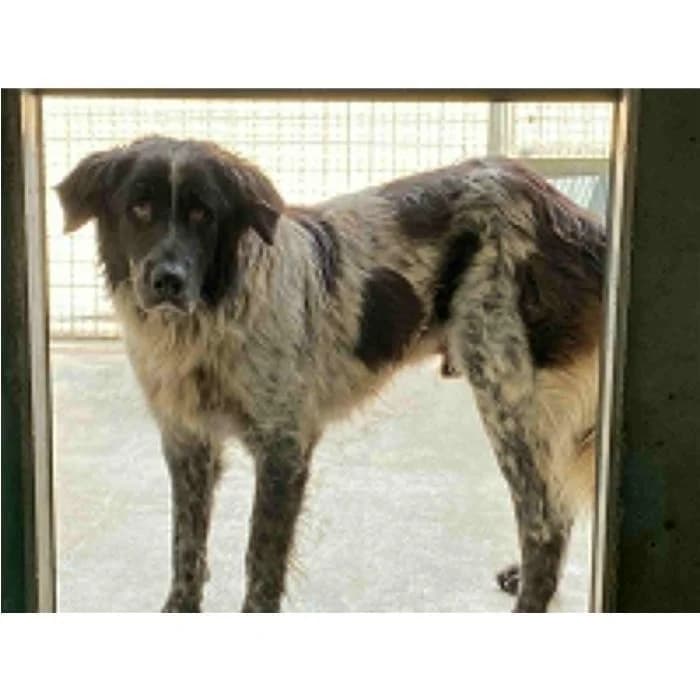 Gara-kelle, Nero grigio male 3yo mixed breed for adoption at Canile della Muratella, Rome