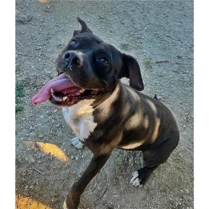 Jessika, Nero female senior American Staffordshire Terrier for adoption at Canile della Muratella, Rome