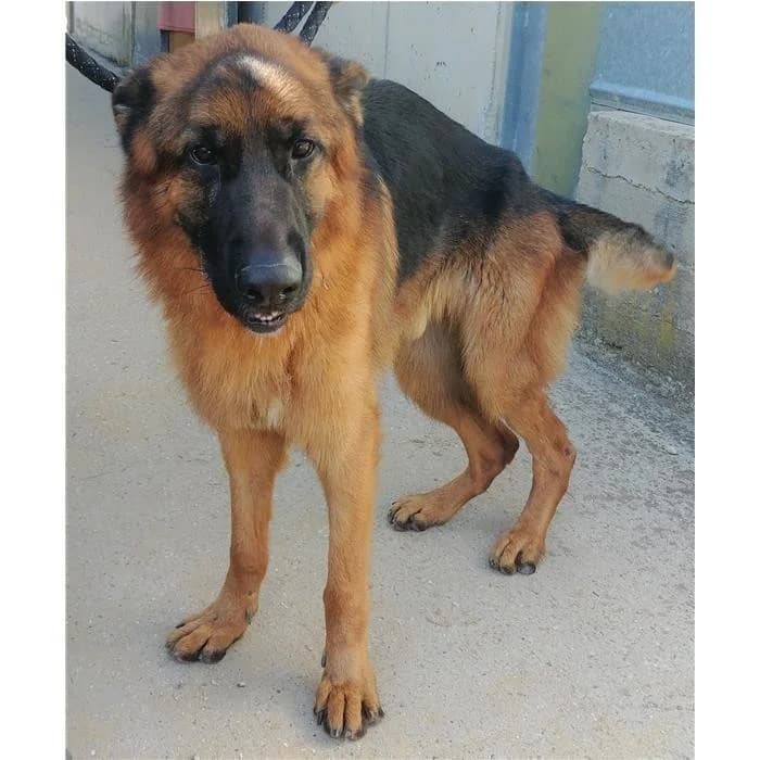 Theodor, Nero Focato male senior German Shepherd for adoption at Canile della Muratella, Rome