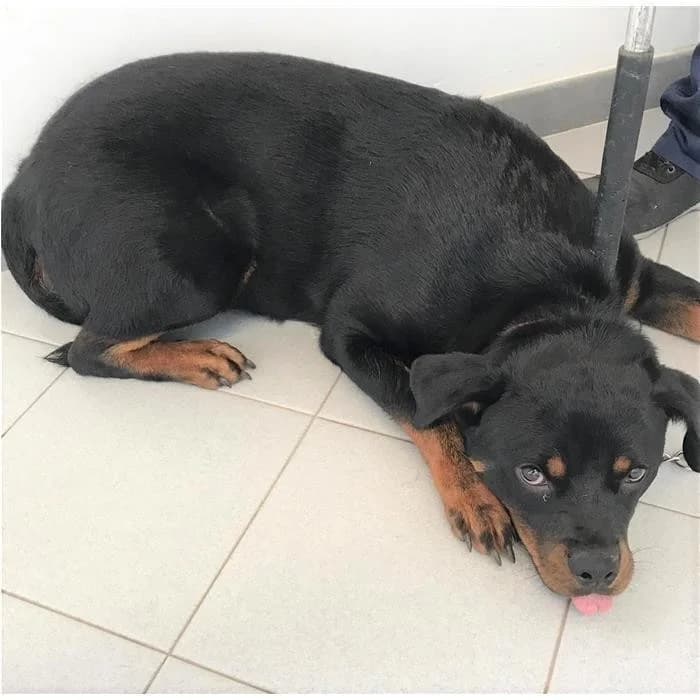 Keta, Nero Focato female senior Rottweiler for adoption at Canile della Muratella, Rome