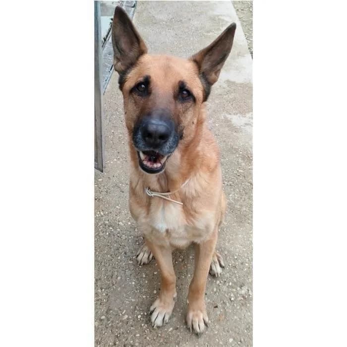 Dylan, Fulvo male senior German Shepherd for adoption at Canile della Muratella, Rome