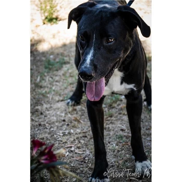 Danko, Nero male senior Pit Bull Terrier for adoption at Canile della Muratella, Rome