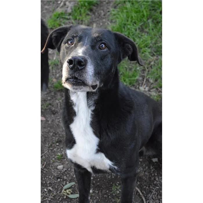 Danko, Nero male senior Pit Bull Terrier for adoption at Canile della Muratella, Rome