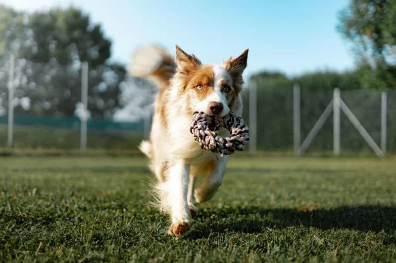 FENIX, male 5yo Border Collie for adoption at Canile San Francesco Padova, Padova