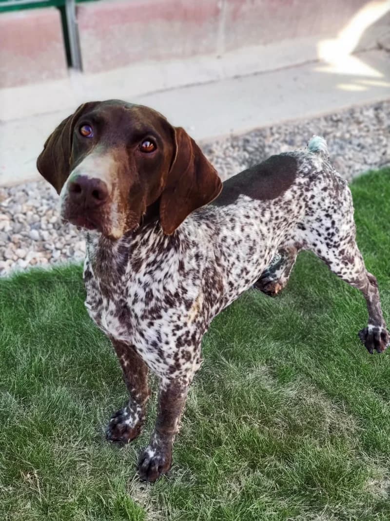 BALDO, male senior German Shorthaired Pointer for adoption at Canile San Francesco Padova, Padova