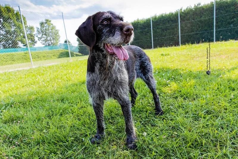 CIRCE, female senior German Shorthaired Pointer for adoption at Canile San Francesco Padova, Padova