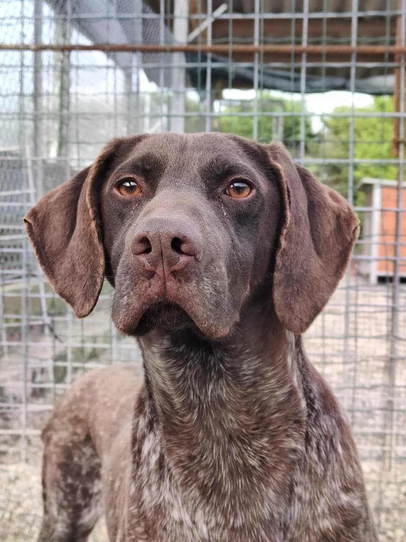 ZEUS, male senior German Shorthaired Pointer for adoption at Canile San Francesco Padova, Padova