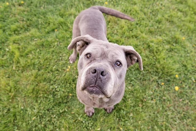 KUMA, female senior Cane Corso for adoption at Canile San Francesco Padova, Padova