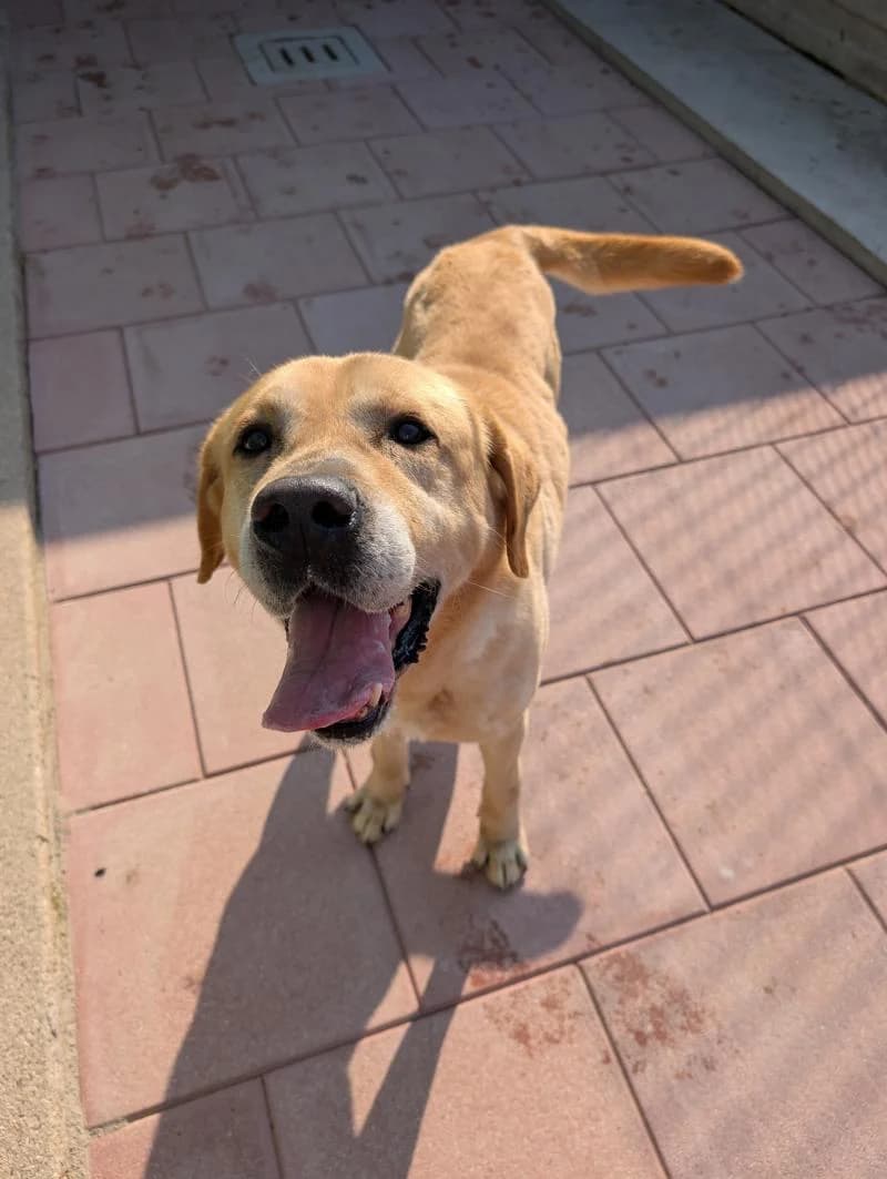 SPRITZ, male senior Labrador Retriever for adoption at Canile San Francesco Padova, Padova