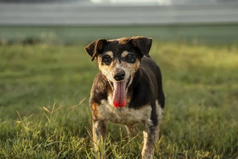 ALDO, male senior mixed breed for adoption at Canile San Francesco Padova, Padova