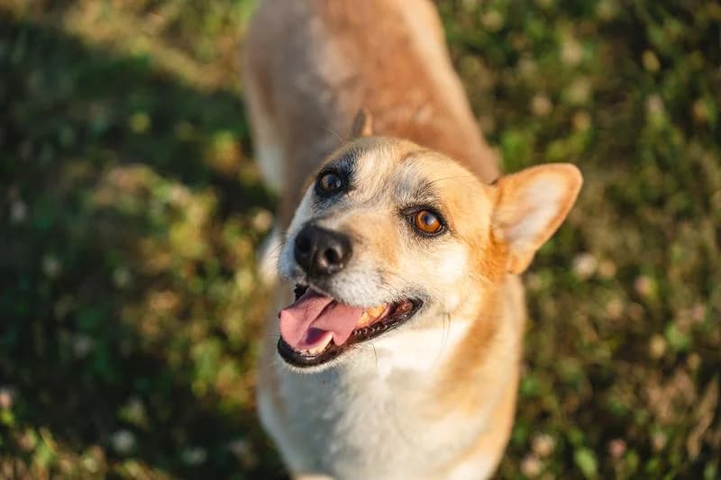 AXEL, male 6yo mixed breed for adoption at Canile San Francesco Padova, Padova