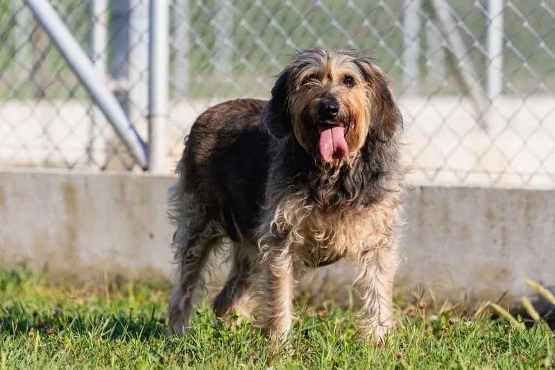 AYLA, female 7yo mixed breed for adoption at Canile San Francesco Padova, Padova