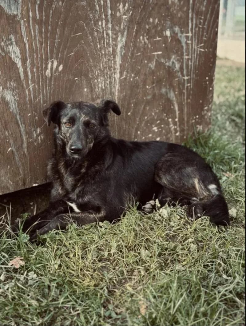 BARBIE, female 5yo mixed breed for adoption at Canile San Francesco Padova, Padova