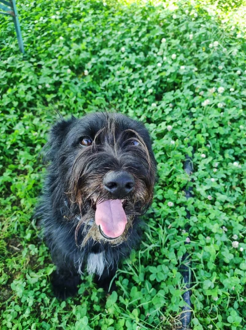 Cesare, male 5yo mixed breed for adoption at Canile San Francesco Padova, Padova