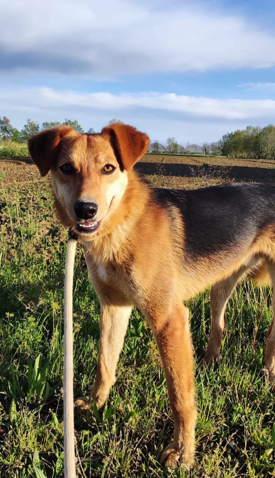 DANNY, male 5yo mixed breed for adoption at Canile San Francesco Padova, Padova