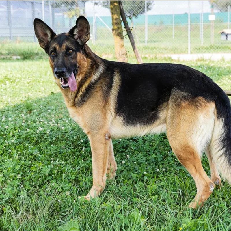 BLACK, male senior German Shepherd for adoption at Canile San Francesco Padova, Padova
