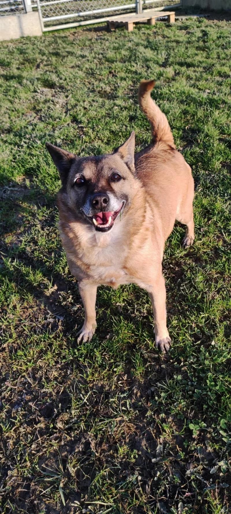 FILO, male senior mixed breed for adoption at Canile San Francesco Padova, Padova