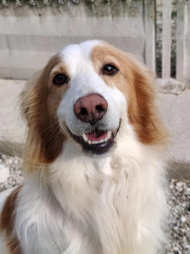 JIMMY, male senior mixed breed for adoption at Canile San Francesco Padova, Padova