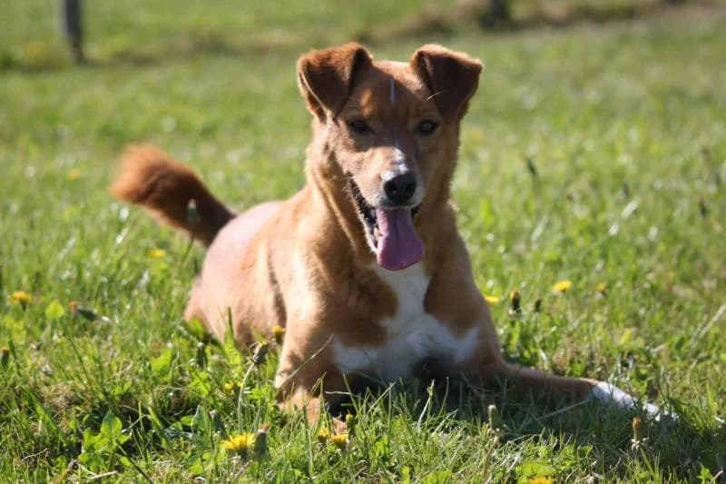 LAMPO, male senior mixed breed for adoption at Canile San Francesco Padova, Padova