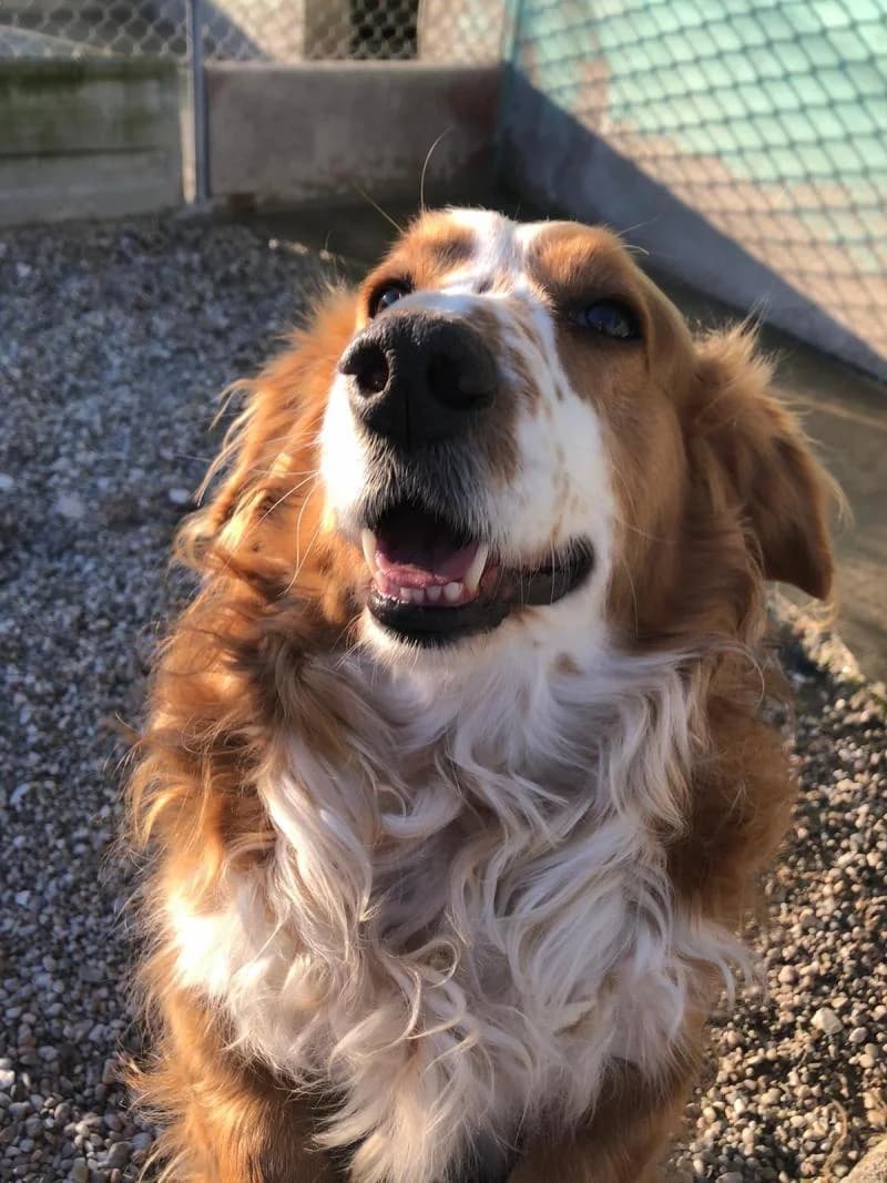 LOREGGIAN, male senior mixed breed for adoption at Canile San Francesco Padova, Padova