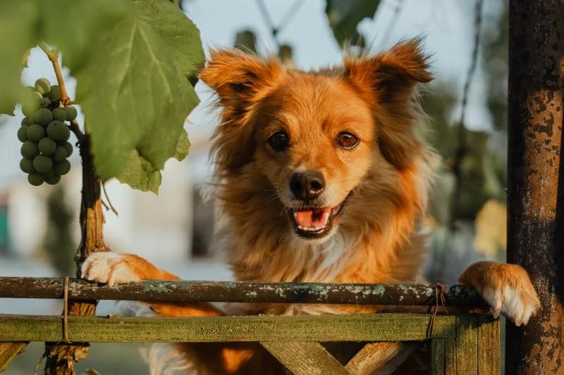 NAVI, male senior mixed breed for adoption at Canile San Francesco Padova, Padova