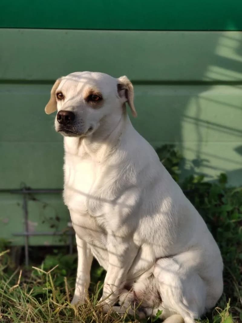 SOLE, male senior mixed breed for adoption at Canile San Francesco Padova, Padova