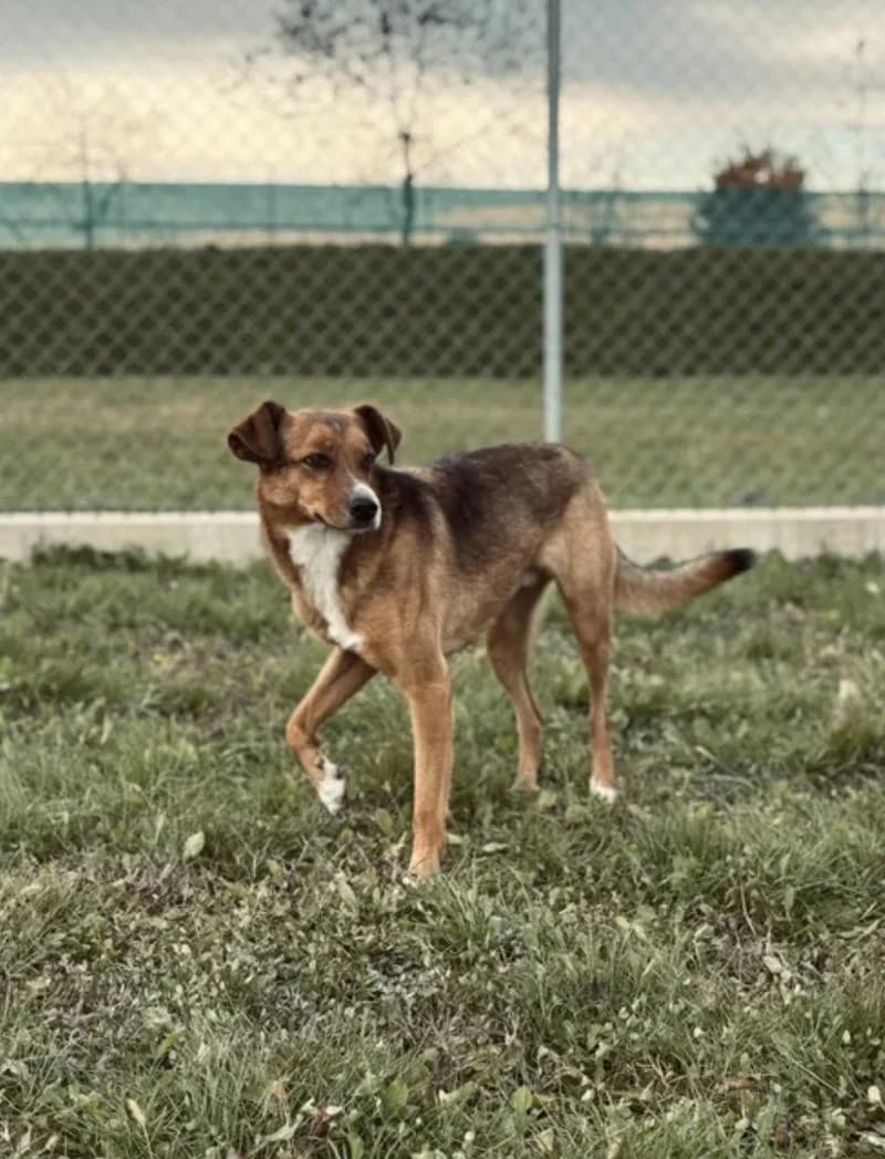 TOM, male 6yo mixed breed for adoption at Canile San Francesco Padova, Padova