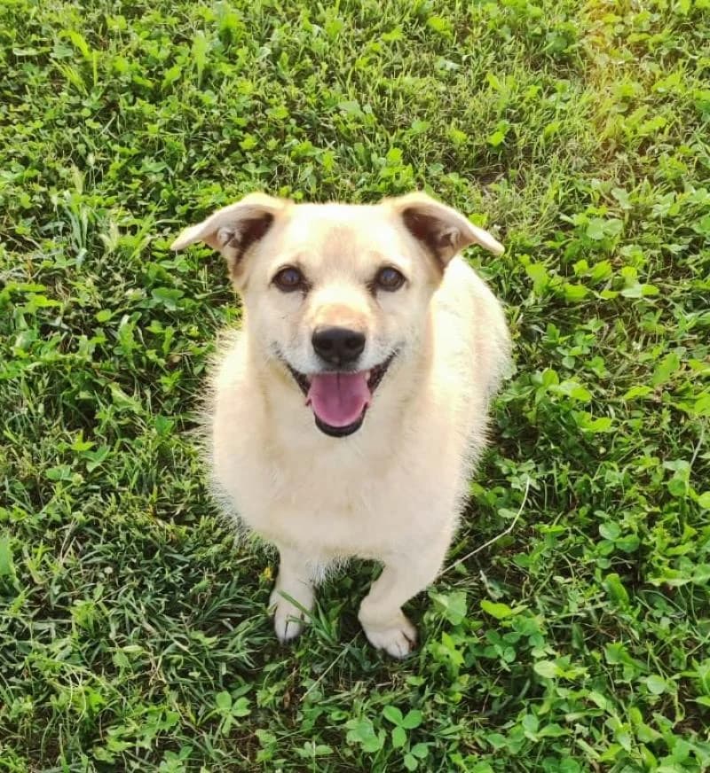 TOMMY, male senior mixed breed for adoption at Canile San Francesco Padova, Padova