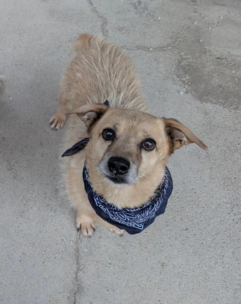 TOMMY, male senior mixed breed for adoption at Canile San Francesco Padova, Padova