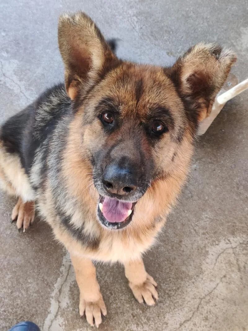 FANNY, female senior German Shepherd for adoption at Canile San Francesco Padova, Padova