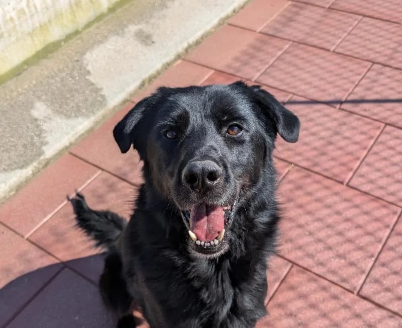 ROCKY, male 6yo German Shepherd for adoption at Canile San Francesco Padova, Padova