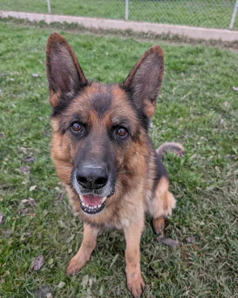 UNO, male senior German Shepherd for adoption at Canile San Francesco Padova, Padova