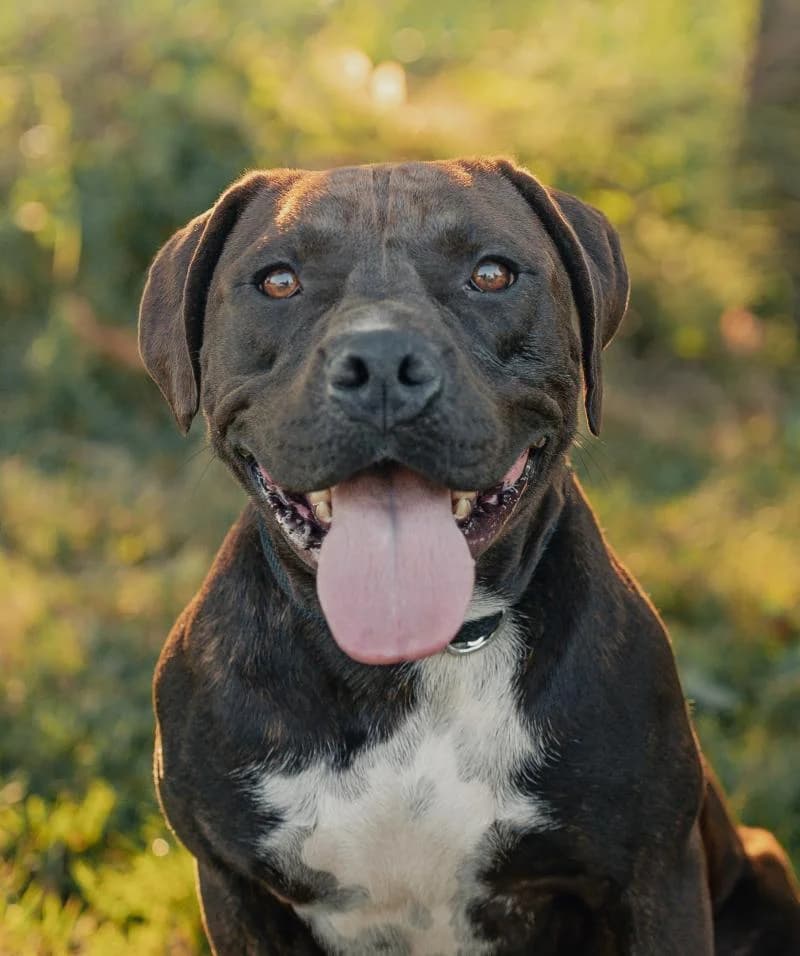 KENYA, female young Pit Bull Terrier for adoption at Canile San Francesco Padova, Padova
