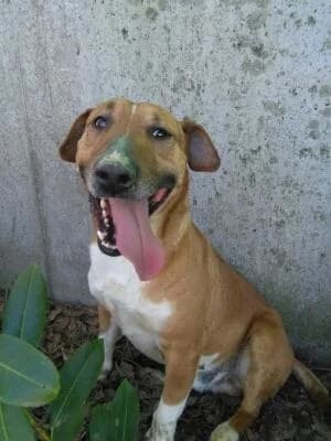 Tornado, Mixed Breed for adoption at Canile di Porpetto