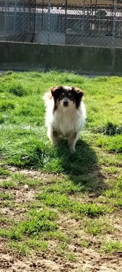 Merlino, Mixed Breed for adoption at Canile di Porpetto